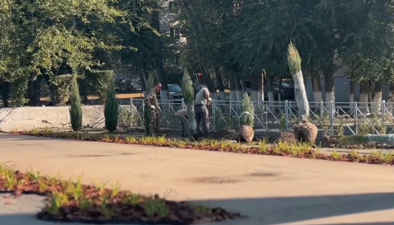 В саратовском сквере на улице Радищева высадили кизильник и лилейник